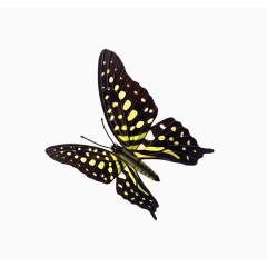 黑色黄色圆点蝴蝶