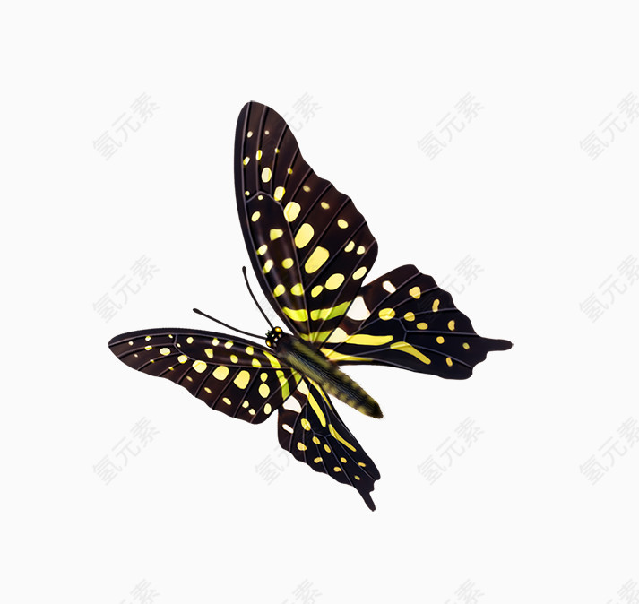 黑色黄色圆点蝴蝶