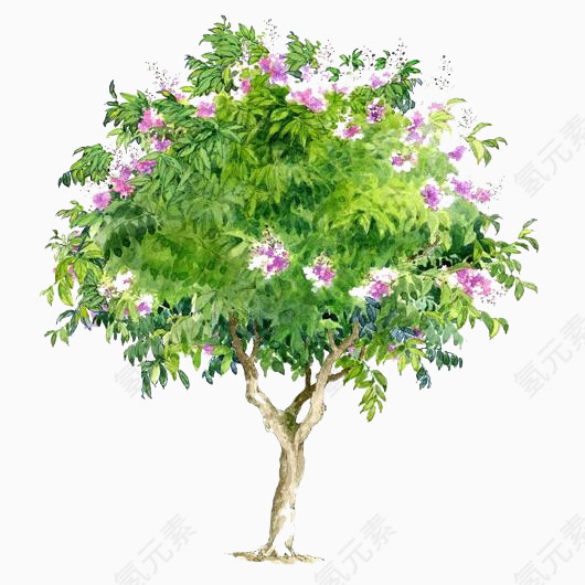 透明树木图片树木素材