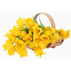 黄色郁金香花篮