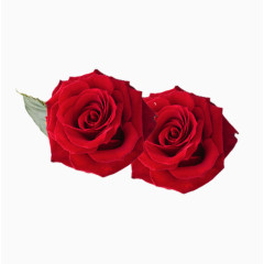 红色玫瑰