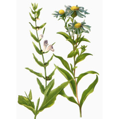 花朵素材手绘花朵图片