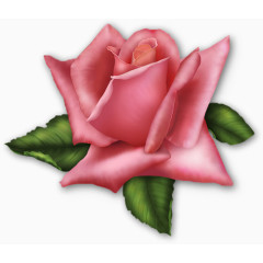 矢量花卉素材线描花草