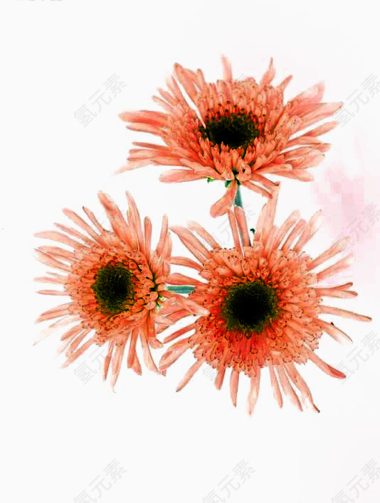 橙色菊花免扣素材