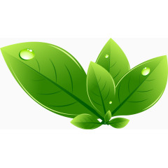 晶莹鲜嫩绿色叶子