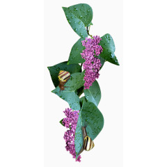 深绿色叶子玫红色花朵满天星蜗牛