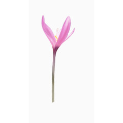装饰卡通花卉设计素材