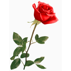 效果元素  花卉