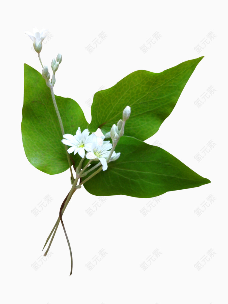 水彩花卉素材国画花草素材
