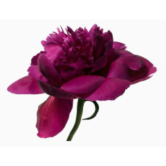 花  花朵 玫瑰 鲜花 花瓣 