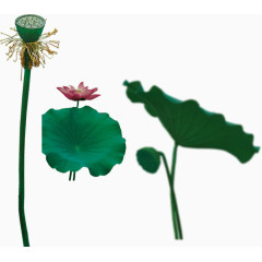 花卉美丽 荷花荷叶莲蓬