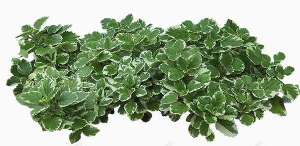 花卉矢量素材庆典花卉