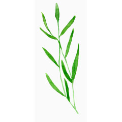 植物水彩画