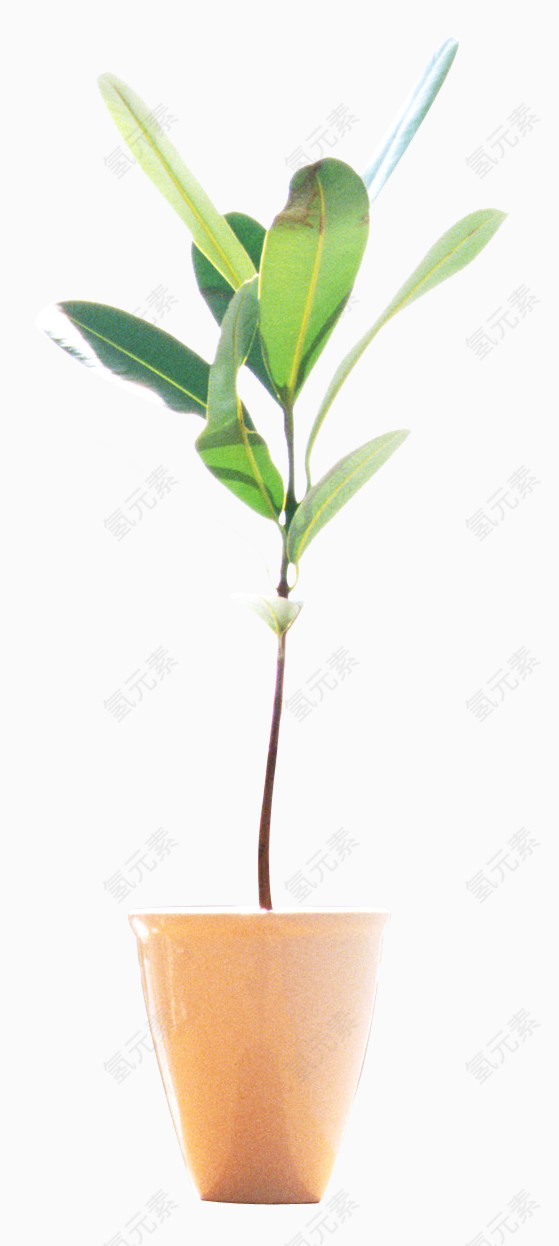 观赏花花盆