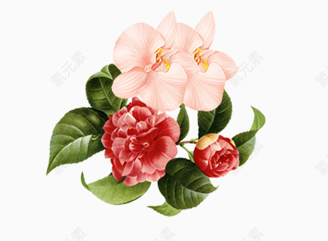 清晰花卉