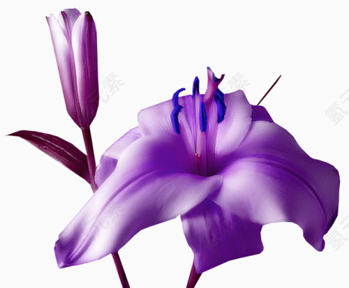 花卉图案花草图案