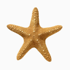 黄色海星