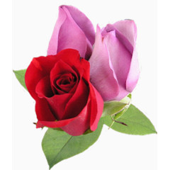 抽象鲜花素材鲜花