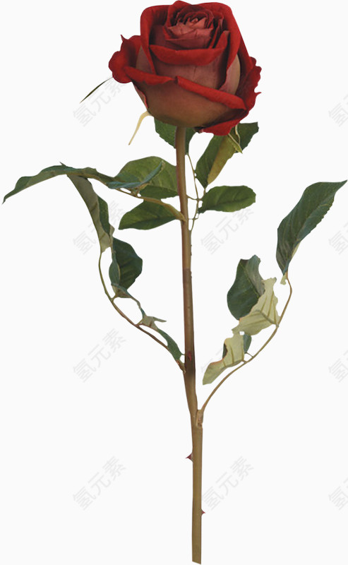 装饰素材花卉图片