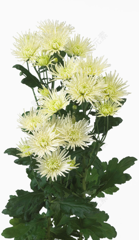 矢量花草素材花草图片素材