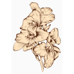 鸢尾花手绘线条