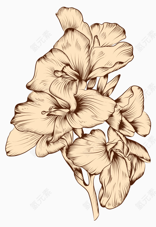 鸢尾花手绘线条