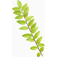 黄绿色绿叶嫩芽春天