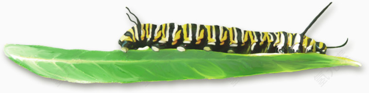 绿叶毛毛虫