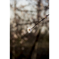 背景  图案  风格