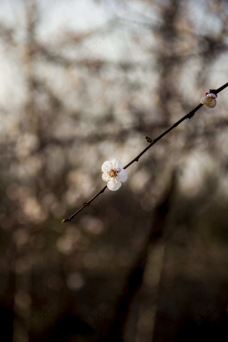 背景  图案  风格