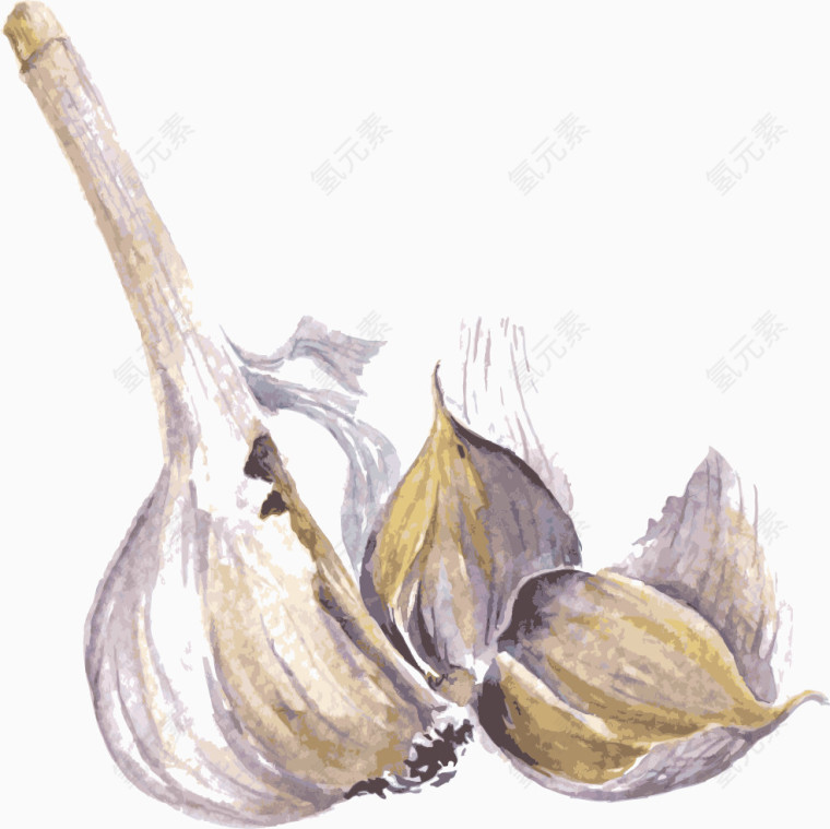 卡通手绘水彩大蒜 