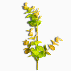 花儿PNG免抠图素材