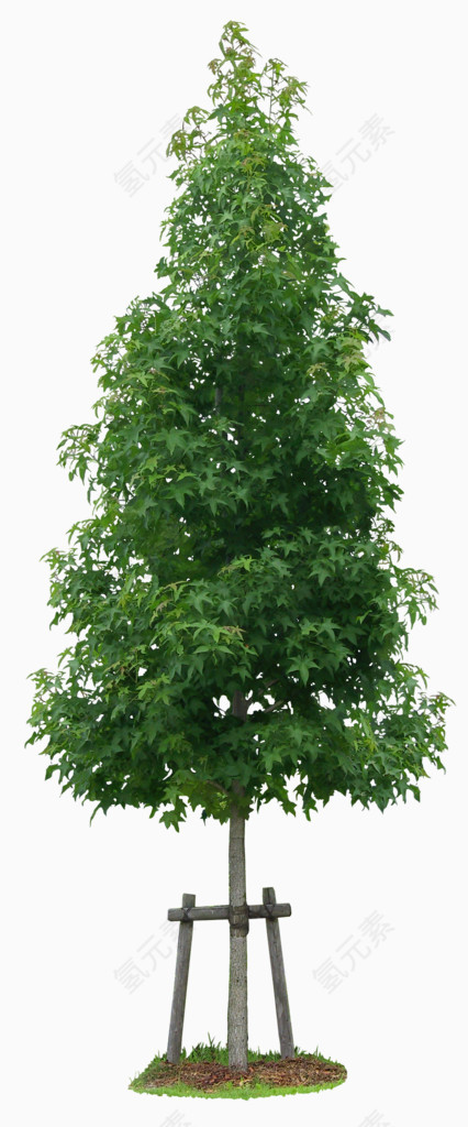 树木植物