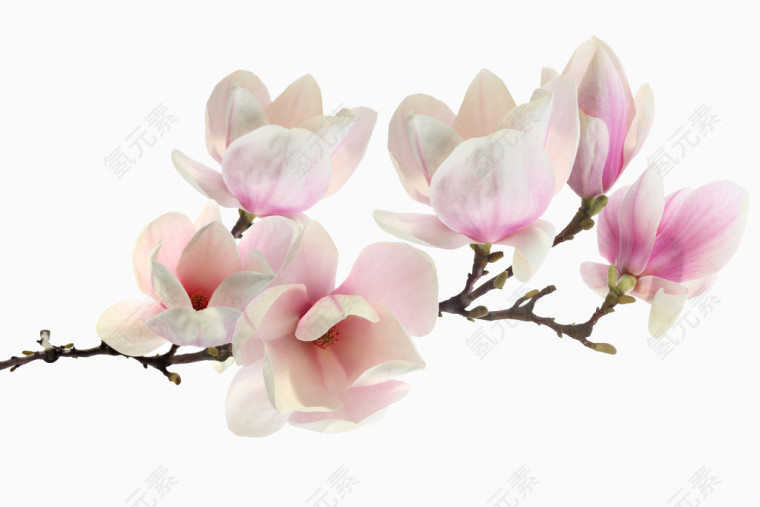 玉兰