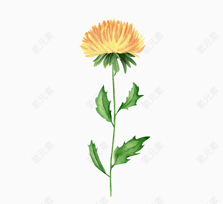 精美黄色菊花