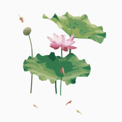 池塘里的荷花和小鱼