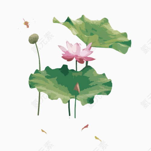 池塘里的荷花和小鱼
