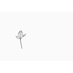 一朵未盛开的白莲花