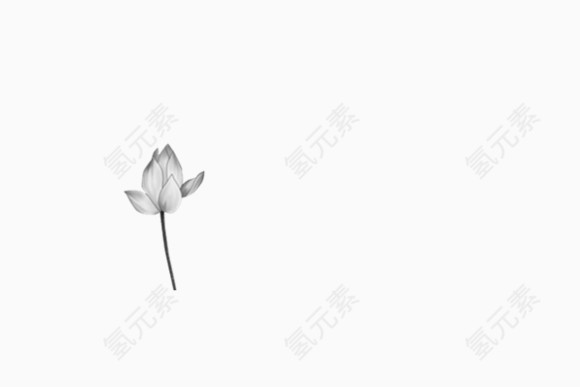 一朵未盛开的白莲花