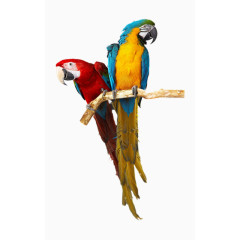 立在枝头的鹦鹉