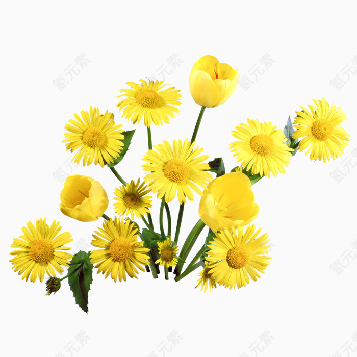 漂亮花儿PNG透明图片素材
