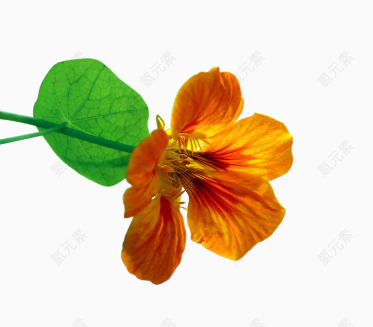 黄色的花花