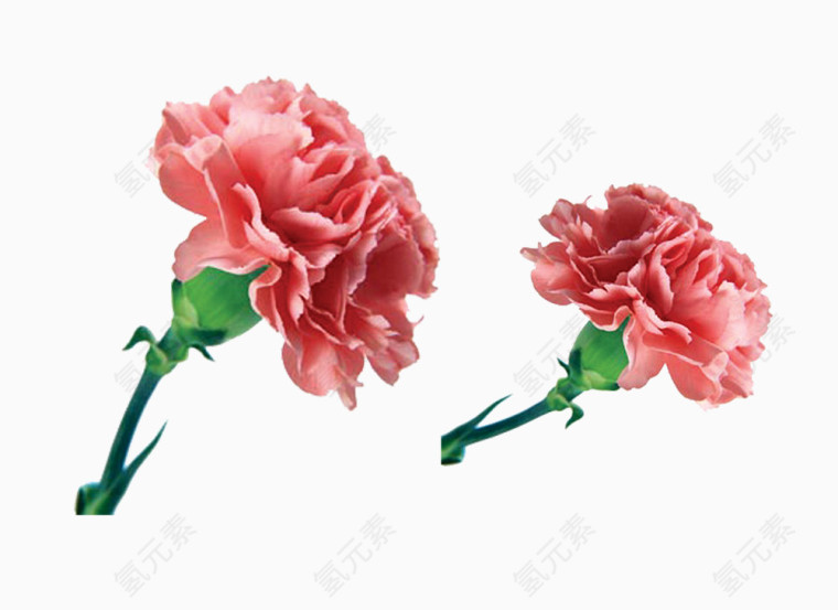花朵花卉
