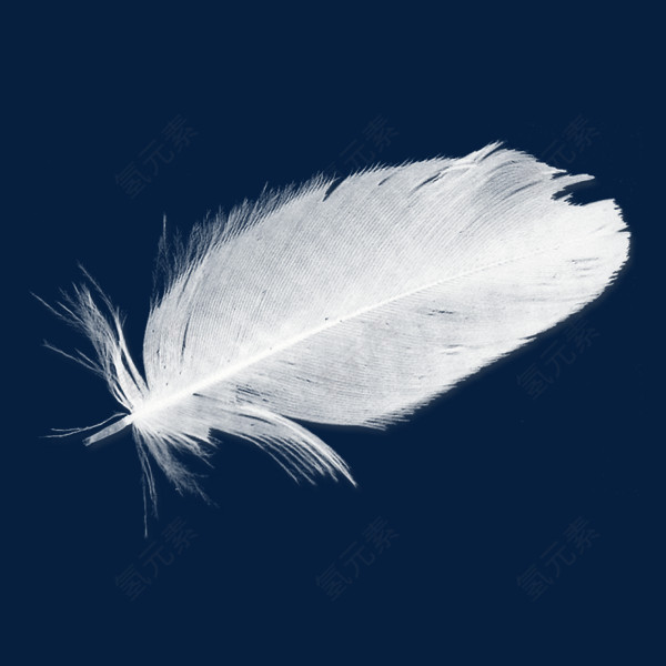 精美羽毛免抠