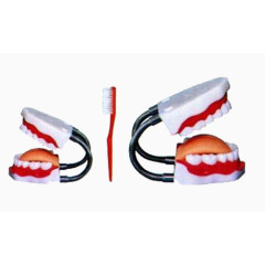 牙齿模型和牙刷