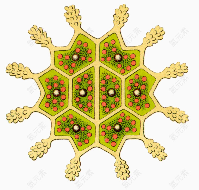 海洋生物