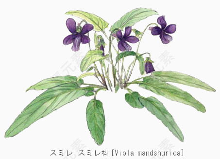 茎科花