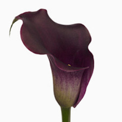 矢量花草素材植物花卉素材