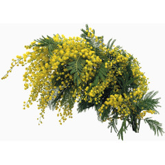 含羞草绿色黄色