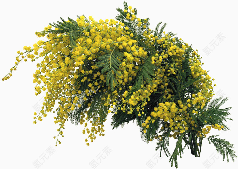 含羞草绿色黄色